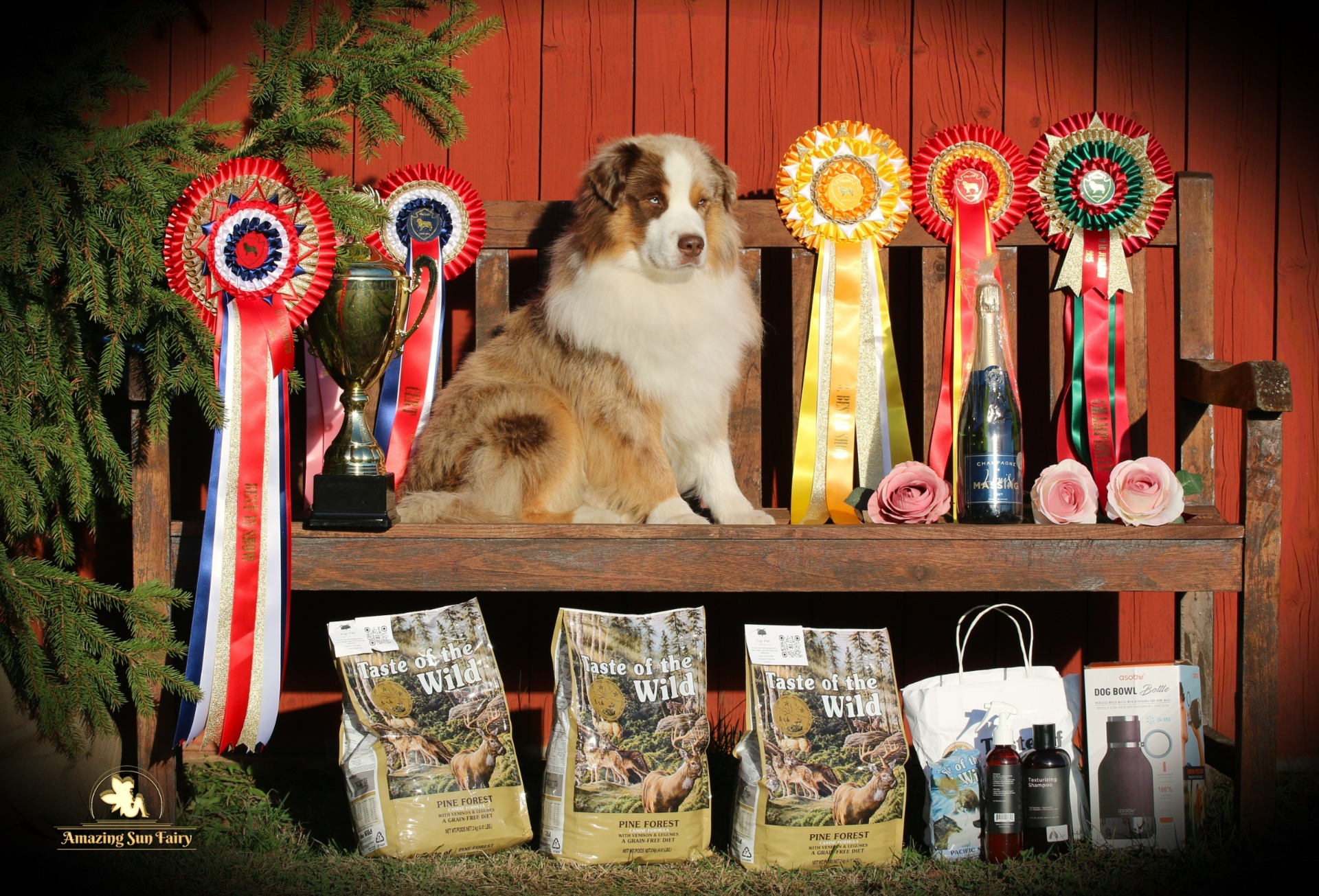 RasSpecial Norge -25 *BEST IN SHOW WINNER